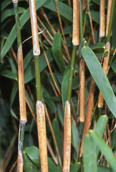 Are monocot stems woody? - Daily Justnow