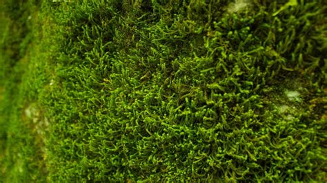 Are mosses vascular or non-vascular? – Wise-Answer