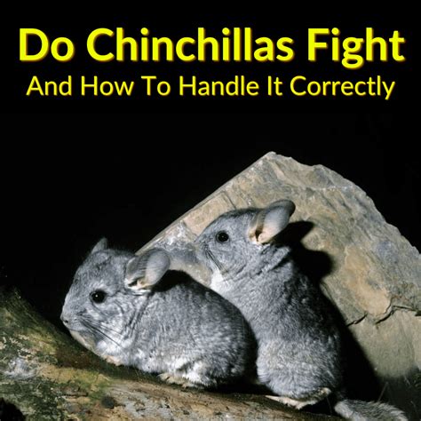 th?q=Are my chinchillas fighting
