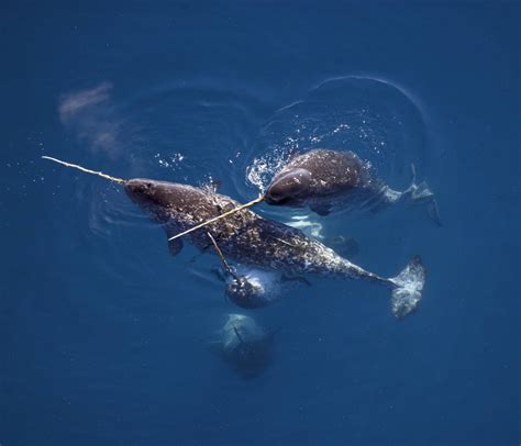 Are narwhals endangered. 1. Why Are Narwhals Endangered? One of the main threats to these beautiful narwhals is the rapid climate changes in the Canadian Arctic. With decreases in natural ice cover and thickness this is one of the main reasons why narwhals are endangered! What are narwhal physical characteristics? Physical Description The … 
