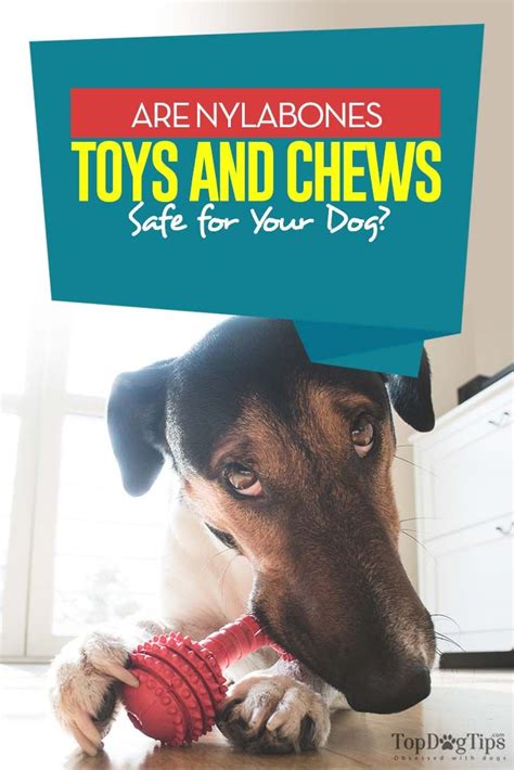Are nylabones safe for dogs. Updated on January 30, 2024. Can dogs eat Nylabones? The answer is yes, but there are a few things to keep in mind. Nylabones are safe for dogs to chew on, but they should be supervised while doing so. Nylabones can also be a choking hazard, so be sure to choose the right size for your dog. 