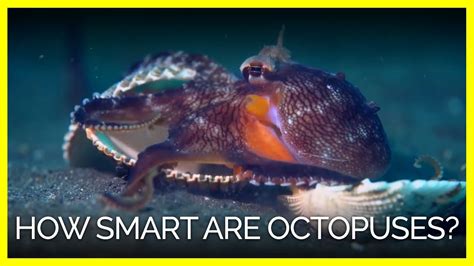 Are octopus smart. Jul 6, 2021 · Grade: sea minus. Octopuses meet every criteria for the definition of intelligence: they show a great flexibility in obtaining information (using several senses and learning socially), in ... 