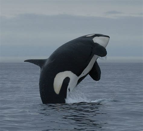 Are orca whales dolphins. Observe whales from a safe distance of at least 100 yards—the length of a football field—unless other species-specific rules apply. For example, federal law requires vessels to remain 100 yards away from humpback whales in Hawaii and Alaska waters, 200 yards from killer whales in Washington State inland waters, and 500 yards away from North Atlantic right whales anywhere in the U.S. 