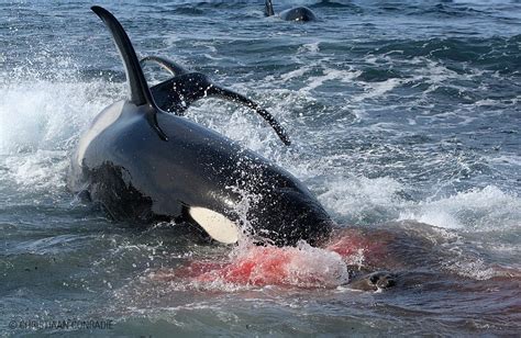 Are orcas dangerous. Orcas, or killer whales, are well known for their intelligence and for their remarkable hunting techniques: ... But it's really a very dangerous situation for the killer whales.” ... 