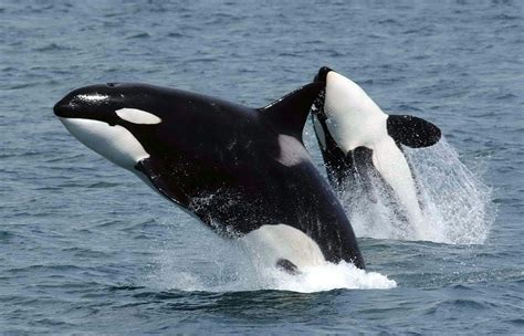 Are orcas whales. May 28, 2021 · It is the largest member of the dolphin family. The largest recorded male killer whale was 32 feet in length and weighed 22,000 pounds. The largest recorded female was 28 feet in length and ... 