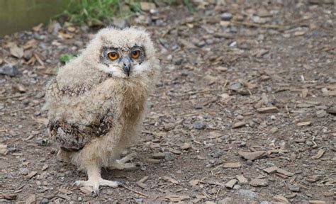 Are owls mammals? - theanimalspedia.com