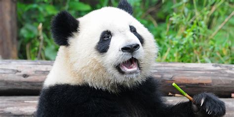 Are panda bears endangered. In other words, pandas are dying faster than they're being born, so the population is decreasing. A baby panda. Also, female pandas are only able to get pregnant once a year for a very brief ... 