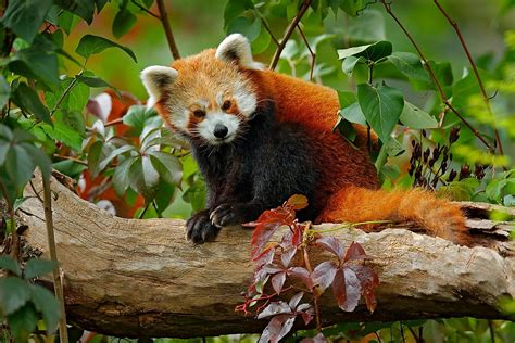 Are pandas endangered. The reason why pandas were endangered are unknown to many. In this lesson, Dynamic Earth Learning will help you learn more about pandas. There are four typ... 