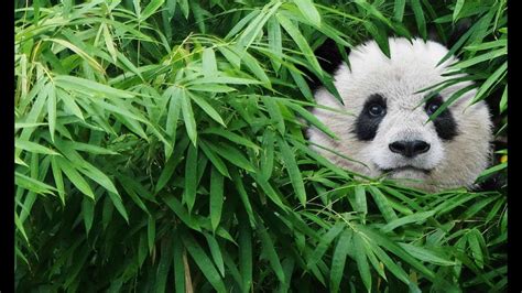 Are pandas going extinct. A new study by Chinese and American scientists reveals that many giant panda populations are fragmented and vulnerable to climate change, habitat loss … 