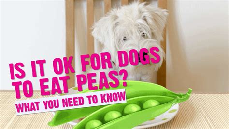 Are peas good for dogs. Yes! Some people ask whether or not black-eyed peas contain sure. They do not, so you can feed black-eyed peas to your dog safely. Keep in mind that some dogs are allergic to beans and peas, so if you notice any atypical symptoms after feeding black-eyed peas to your dog, get him to the veterinarian immediately. 