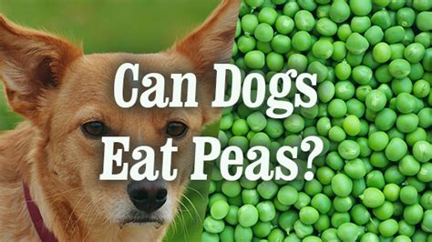 Are peas safe for dogs. Things To Know About Are peas safe for dogs. 