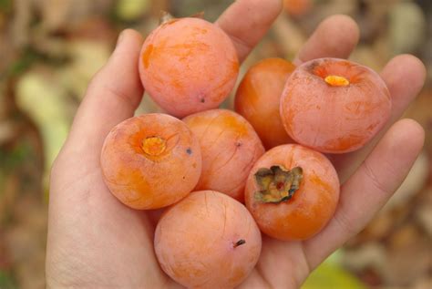 persimmon: 1 n any of several tropical trees of the genus Diospyr