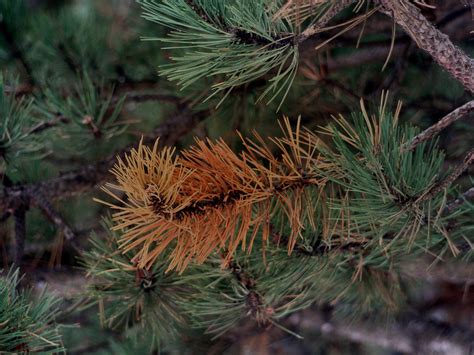 Are pine trees the problem or the solution? interest.co.nz