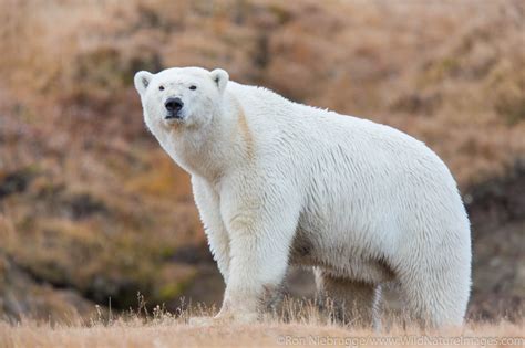 Are polar bears in alaska. Compared with the monster seas of the Pacific, Arctic waters are a picture of calm—whipping up, at their most violent, into lake-like chop. Or, at least, they were. New research sh... 