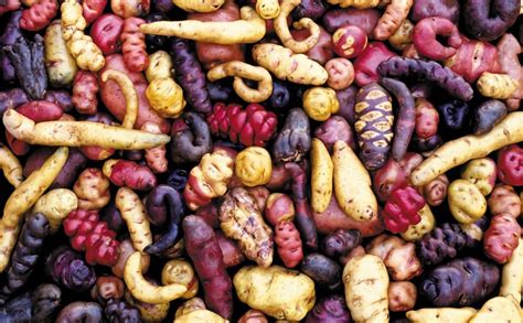 Are potatoes native to america. The Potato Park in Cusco is a 90 sq km (35 sq mile) expanse ranging from 3,400 to 4,900 metres (16,000 feet) above sea level. It has “maintained one of the highest diversities of native potatoes ... 