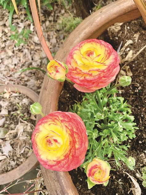 Are ranunculus annual or perennial? It depends … Queen Anne ...