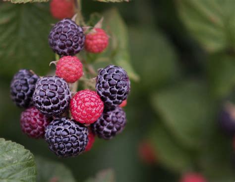 Are raspberries native to north america. Things To Know About Are raspberries native to north america. 