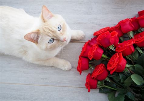 Are roses poisonous to cats. It mainly consists of flowers and plants that are non-toxic to cats. However, the rubber plant is mildly toxic to cats if ingested, which is something to warn the receiver about. It is unlikely ... 