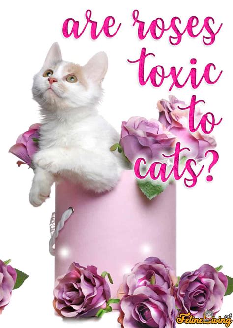 Are roses toxic for cats. Mar 18, 2023 · Miniature roses are not toxic to cats, but cats may still experience negative effects if they consume too much of the plant. Some cats may have an allergic reaction to miniature roses, and consuming too many petals or leaves may cause gastrointestinal upset. If you want to prevent your cat from being exposed to miniature roses, consider ... 