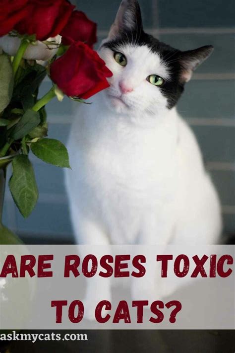 Are roses toxic to cats. Roses are not poisonous to cats but can cause gastrointestinal upset and mouth trauma. Signs of mouth trauma include visible wounds and excessive drooling in cats. Consult a vet if signs of mouth trauma are observed after cat exposure to roses. Keep toxic flowers out of reach, monitor cats around flowers, and provide safe alternatives. ... 