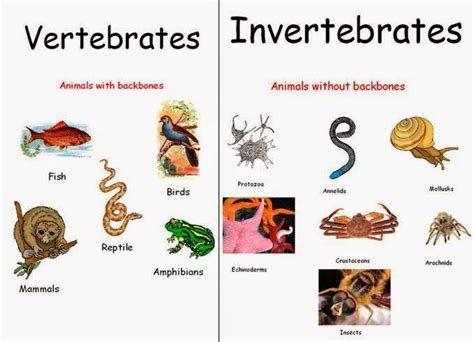 Are scarlet ibis a vertebrate or invertebrate? - Answers