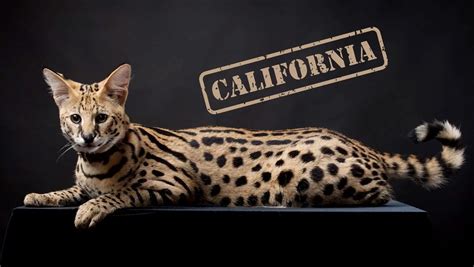 Are servals legal in california. Things To Know About Are servals legal in california. 