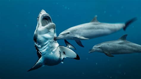 Are sharks afraid of dolphins. The presence of dolphins can deter sharks from attacking their prey. plausible. This myth was born from the stories of dolphins protecting shipwrecked sailors from sharks. The MythBusters built an animatronic replica of a dolphin and took it to the shark infested waters of South Africa. They tested the waters by throwing in a seal … 