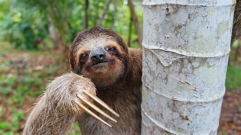 Are sloths dangerous. Things To Know About Are sloths dangerous. 