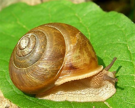 Gastropods form the largest class of molluscs and include many well-known groups such as cowries, cone snails, tritons, whelks, nudibranchs and land snails. In general gastropods are characterised by a head (bearing a pair of eyes and a pair of tentacles), a large (creeping) foot and a visceral mass usually housed in a spiral, unchambered shell. 