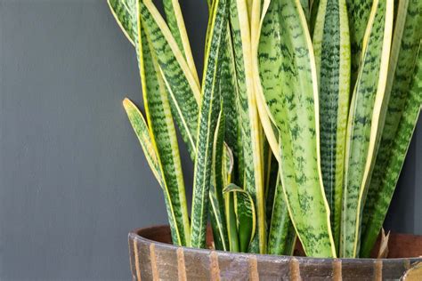 Are snake plants toxic to dogs. Dracaena trifasciata is a species of flowering plant in the family Asparagaceae, native to tropical West Africa from Nigeria east to the Congo. It is most commonly known as the … 