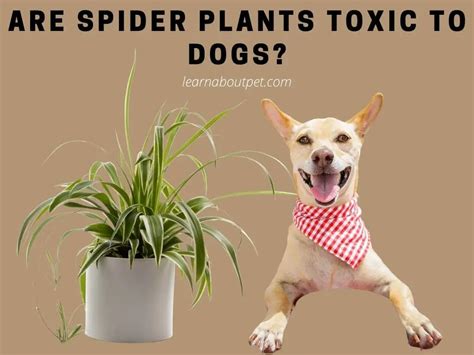 Are spider plants toxic to dogs. Are spider plants toxic to cats. The American Society for the Prevention of Cruelty to Animals or ASPCA lists spider plants among the non-toxic plants for cats and dogs. However, there is still some minor risk to felines who decide to munch on the houseplant. As with any houseplant, If large quantities are eaten it could result in your cat ... 