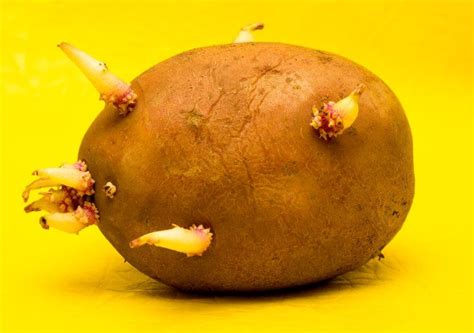 Are sprouted, budded or green potatoes poisonous? How to keep …