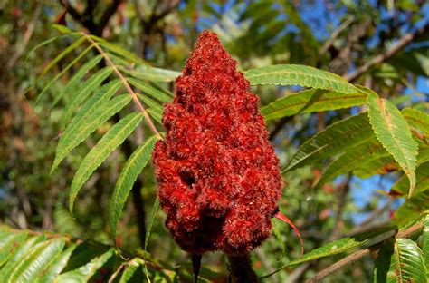 Are sumac berries poisonous. Poison sumac has red stems that lead to green leaves with 7–13 leaflets. Its flowers are a greenish-yellow color. It grows berries that are white or pale green and hang below the branches. 