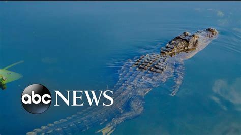 Most of those animals are harmless, but a few species need to be given distance and avoided. A case in point is the American alligator, which can grow up to 15 feet in length. An American alligator was recently sighted in the Huntsville area, which many people consider to be beyond the home range of the animal.. 