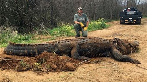 Six feet long is the mark between juvenile and adult alligator. An 8-foot alligator is considered mature. After that, the question is not whether it's huge, but how huge. Hunters, guides and meat ...