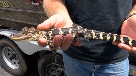 Are there alligators in lake tawakoni. City officials in East Tawakoni are advising the public there is no reason to panic after an alligator was spotted on Lake Tawakoni earlier this week. “Rumors are out of control,” said East Tawakoni Mayor Johnnie LaPrade. “There has been a sighting of an alligator as every year. Lake Fork has always had them. 