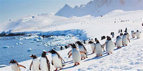 Are there penguins in the north pole. Due to the presence of so many prolific hunter animals, the introduced population was unable to survive, giving us insight into why there are no penguins present at the northern pole. As penguin populations are naturally available in the south, it would take them a long, trying journey to actually reach the Arctic region. 