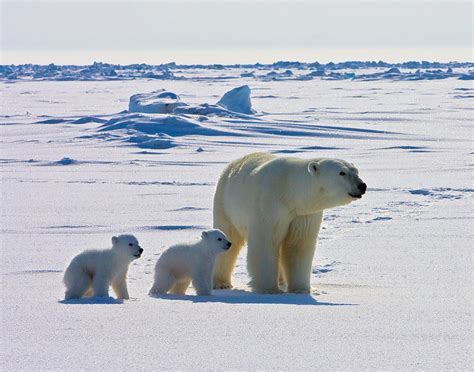 Are there polar bears in antarctica. Polar bears live in the Arctic around the North pole and penguins live in the Antarctic around the South pole. Polar Bear - North. Penguin - South. Polar bears and penguins never meet. Polar bears live and breed entirely in the far north they live their whole lives above the northern tree line in the Arctic. 