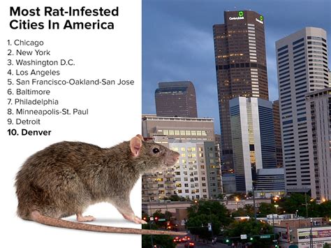 Are there really more rats in Denver this year?