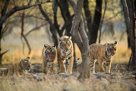 While seeing a tiger in the wild is never guaranteed, Ranthambore National Park offers one of the best opportunities in the world to witness these magnificent animals in their natural habitat. There were over 80 tigers in the park at the latest count in 2021, but this number is thought to have increased still further into 2023.. 