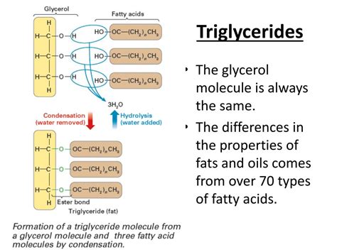 Are triglycerides polar. .  ...
