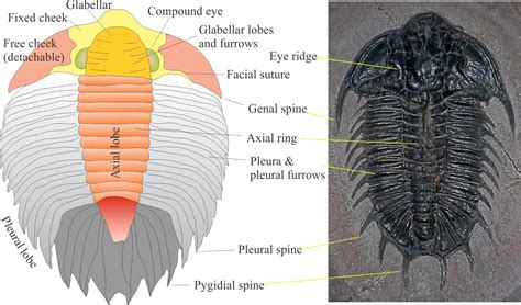Affinities of Trilobites: The trilobites are the oldest of all arthro­pods and bear a number of primitive char­acters—1. Presence of innumerable number of thoracic and abdominal segments. 2. Ar­rangement and nature of appendages. 3. Head region together with its appendages is unspecialised.. 