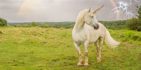 Are unicorns real. Things To Know About Are unicorns real. 