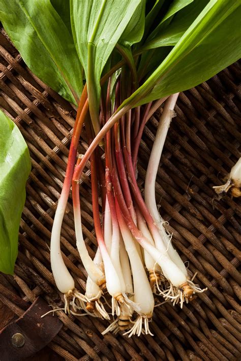 Ramps, ramsons or wild leeks, are one of the earliest wild edibles