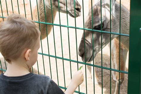 Are you open year round? Is your petting zoo... - Long