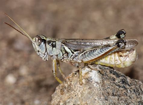 Are you seeing more grasshoppers in Denver? Here's why