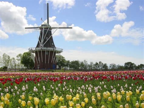 Area Attractions :: Tulip Time - Holland, Michigan