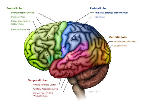 Areas of The Brain: Definition, Function, & Development