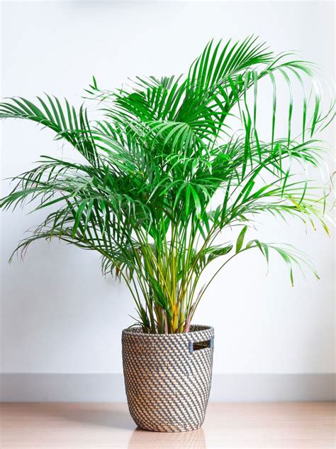 Areca Palm Houseplant Care: How to Grow Areca …