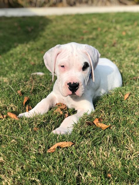 Argentine dogo puppies. The Dogo Argentino is more expensive at around $2,000 from a reputable breeder, whereas the APBT costs, on average, $800 to $1,500. If you want a Dogo Argentino from an award-winning hunting bloodline, then you should expect to pay anywhere up to $4,000. Regarding the APBT, the more desirable the characteristics, the … 